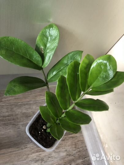 Продам излишки своих растений