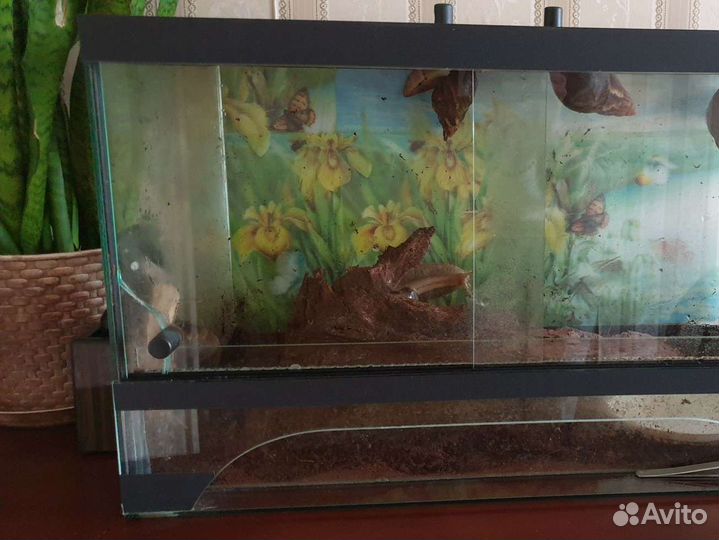 Улитарий/террариум, улитки бесплатно, ахатины