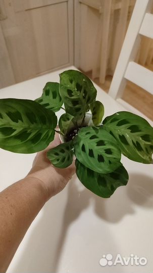 Кротон, маранта, бегония