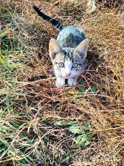 Отдаю котят в добрые руки