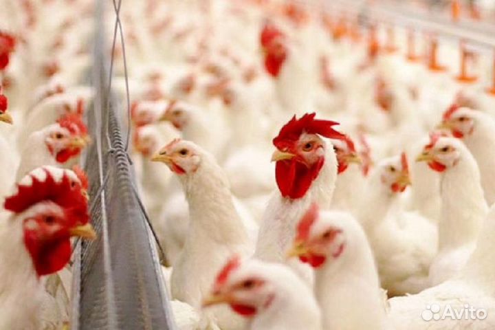 Подсобный рабочий вахта