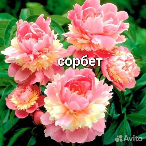 Пионы древовидные шикаргые сорта