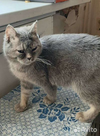 Кошечка Соня ищет дом