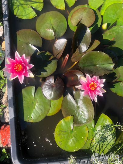 Водяная лилия