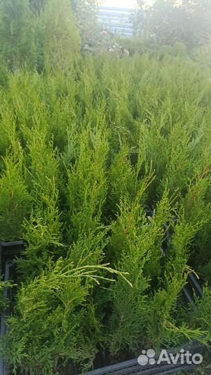 Туя Смарагд 40-50 см