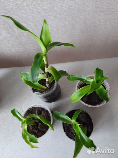 Растение золотой ус