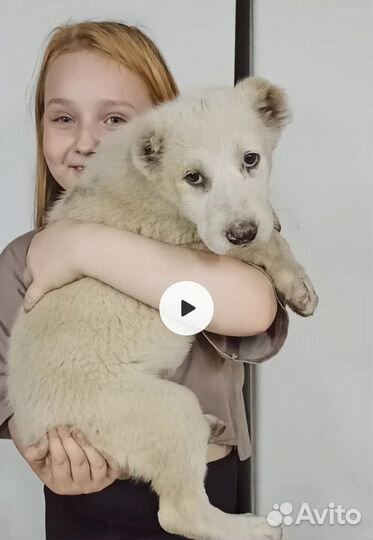 Предлагаем очаровательных щенков сао(Алабай)