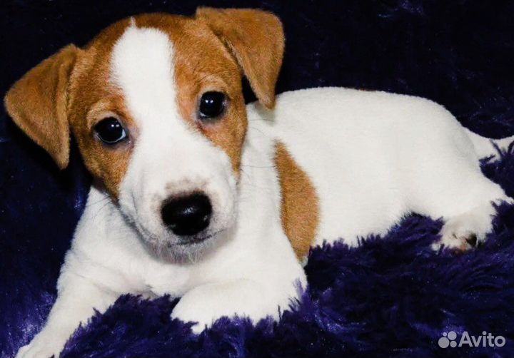 Джек Рассел терьер