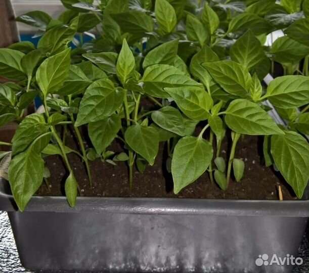 Перец болгарский