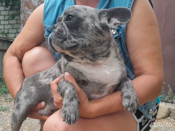 Французский бульдог щенки