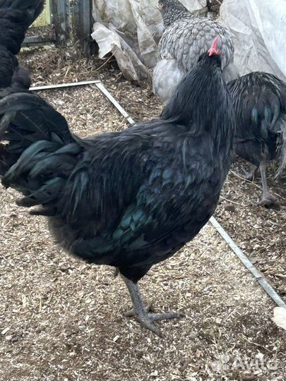 Молодые петухи