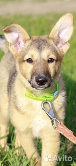 Щенок в добрые руки бесплатно собака