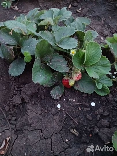 Клубника ремонтантная