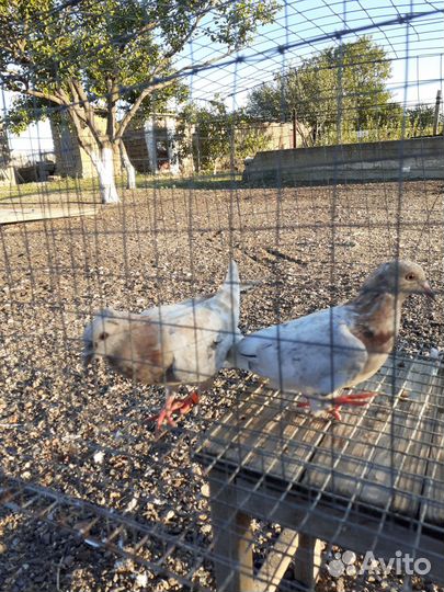 Голуби бакинские