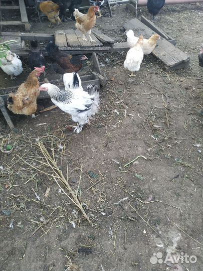 Цыплята брама