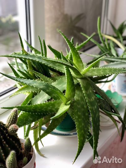 Алое и кактусы