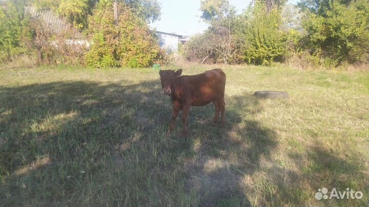 Тёлочка и бычок