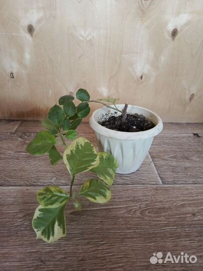 Комнатные цветы