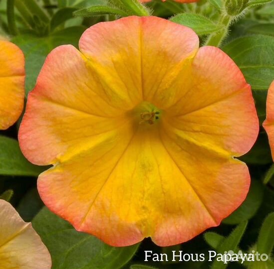 Вегетативная петуния