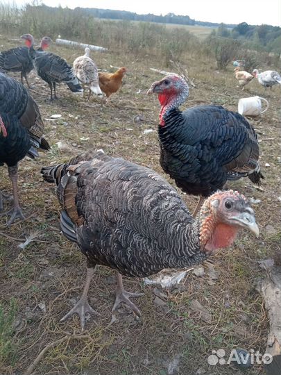 Индюки домашние