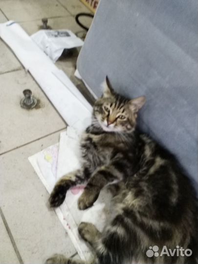 Продаю кота очень игривый возраст 1 год