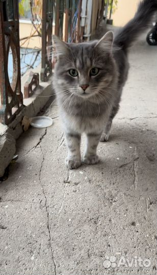 Кот в добрые руки