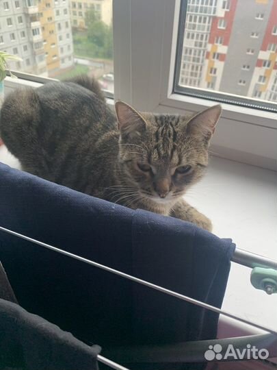 Отдам даром в хорошие руки