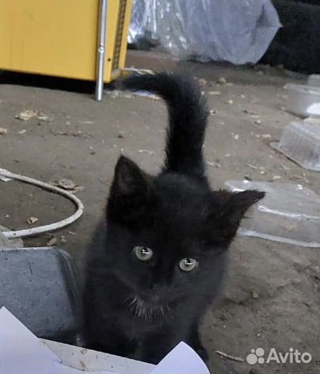 Черный котенок девочка бесплатно