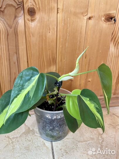 Филодендрон бразил