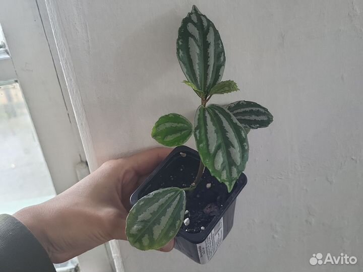 Пилея Кадье или серебристая комнатные растения