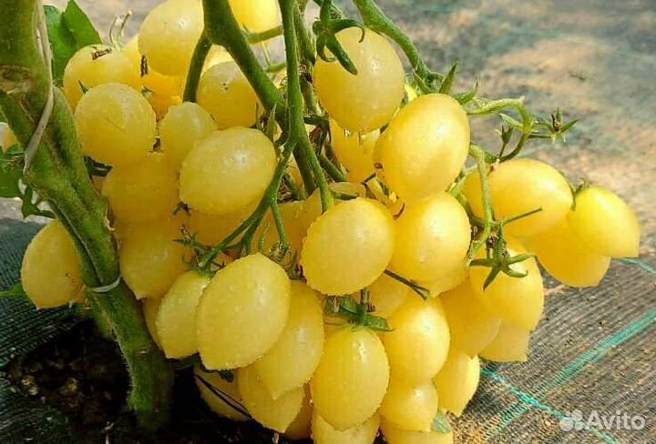 Томаты Сумасшедшие семена