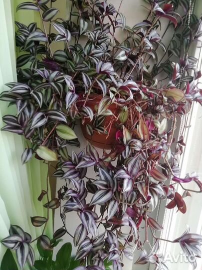 Пушистый кустик в горшочке