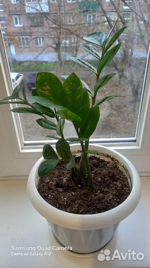 Замиокулькас