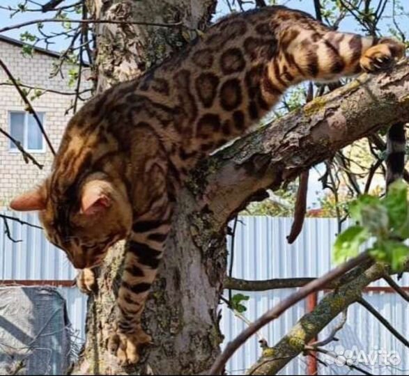 Бенгальская