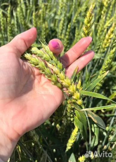 Кубань - лучшее качество озимой пшеницы