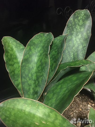 Коллекционные сансевиерии