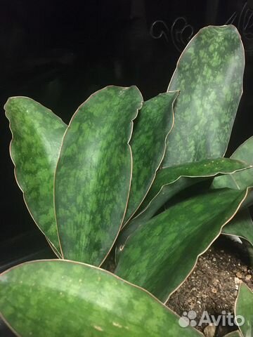 Коллекционные сансевиерии