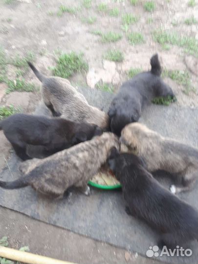 Щенки от чау