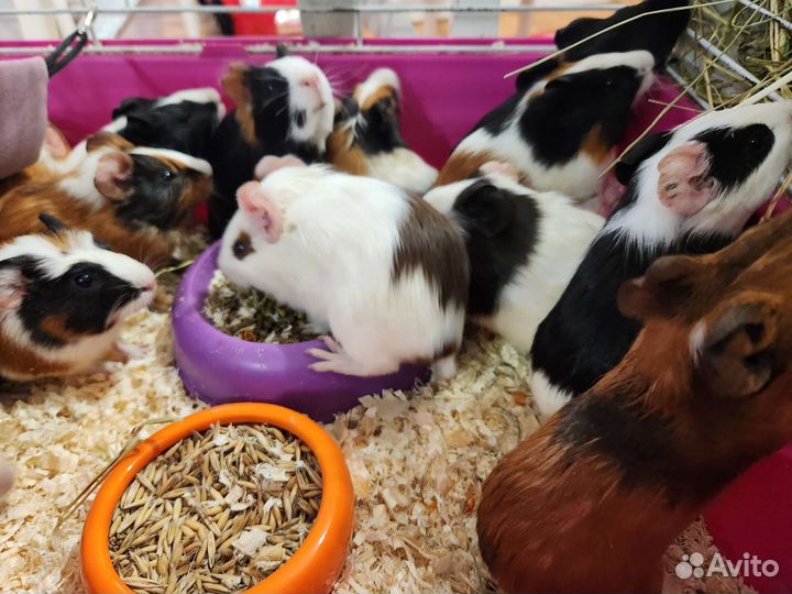 Морские свинки. Работает до21ч. Питомник