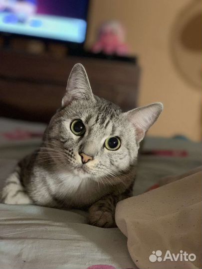 Кот
