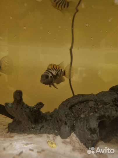 Цихлиды, взрослые рыбки