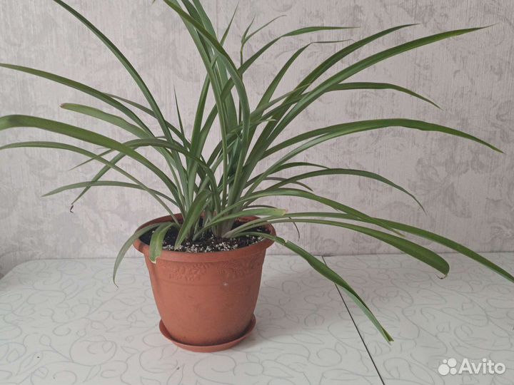 Хлорофитум