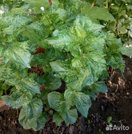 Лекарственные растения