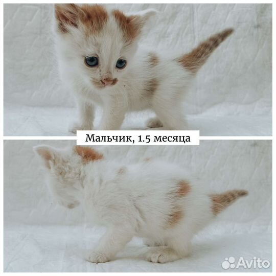 Котята