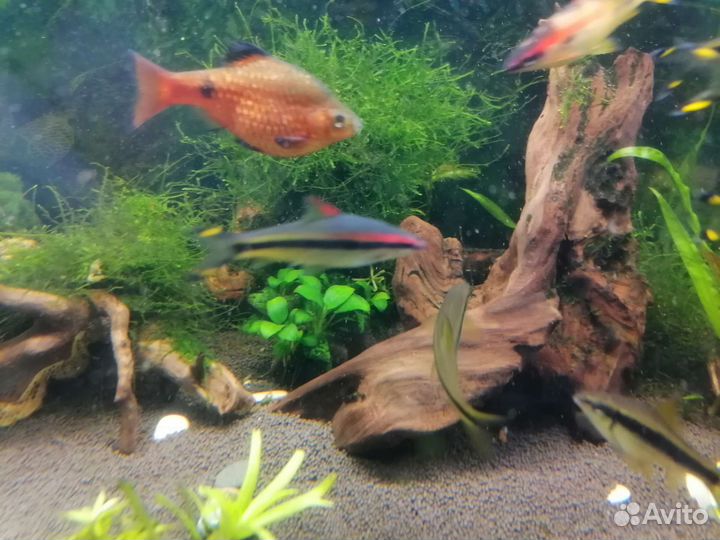 Гурами мраморный