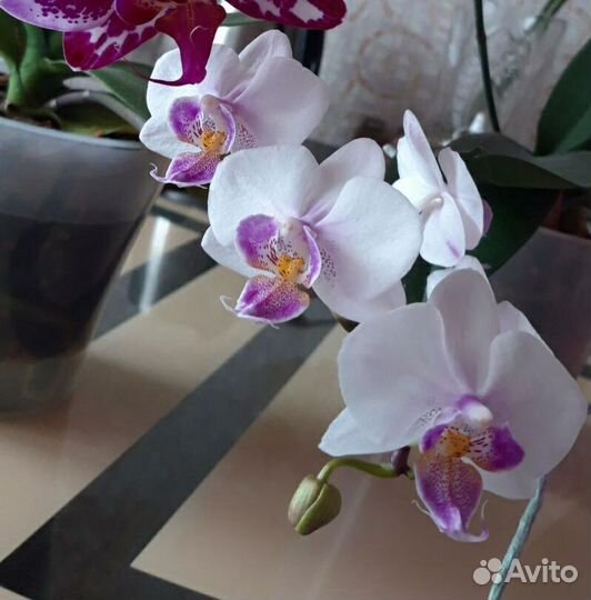 Орхидея фаленопсис
