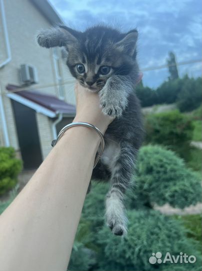 Плюшевые котята