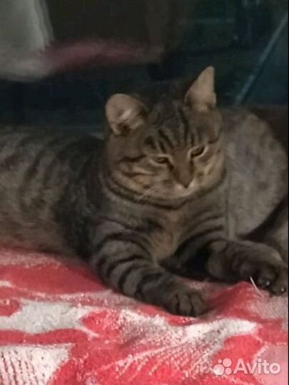 Котенок