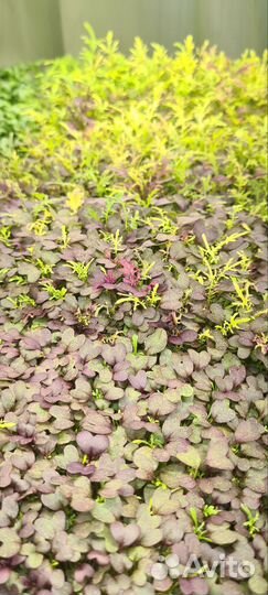 Микрозелень