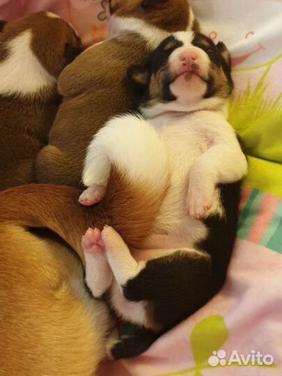 Щенки басенджи